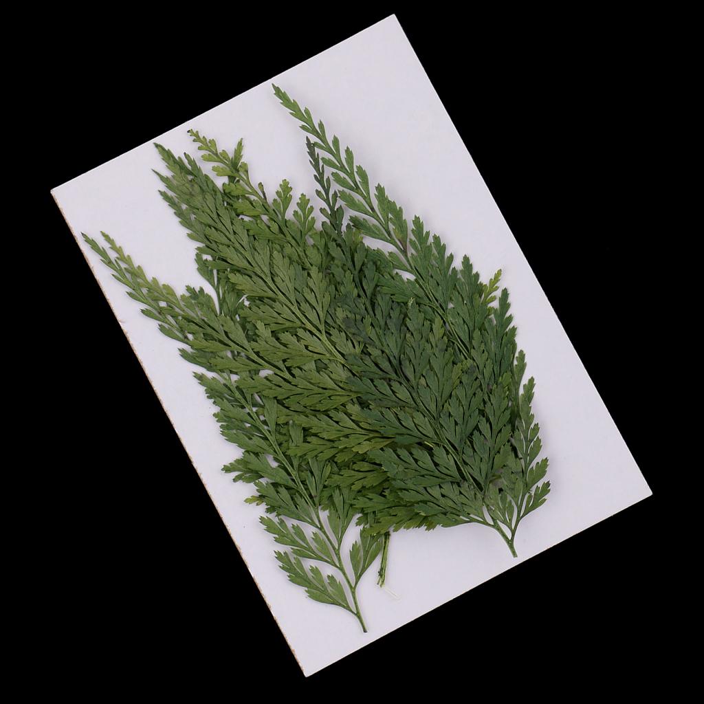 Natural Dried Flowers with Pre - огляд і ціна Art Craft Flower Making